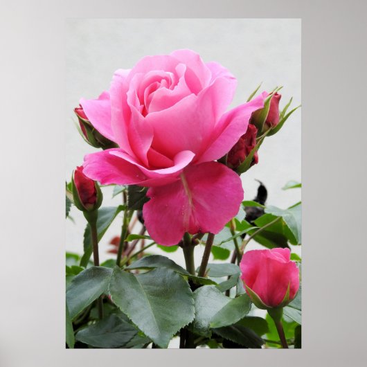 Mooie Roze Roze Roze Poster (Voorkant)