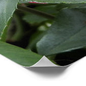 Mooie Roze Roze Roze Poster (Hoek)