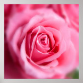 Mooie Roze Roze Roze Poster (Voorkant)