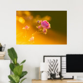 Mooie roze roze roze roos in de zonsondergang roma poster (Thuiskantoor)