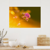 Mooie roze roze roze roos in de zonsondergang roma poster (Keuken)