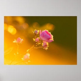 Mooie roze roze roze roos in de zonsondergang roma poster