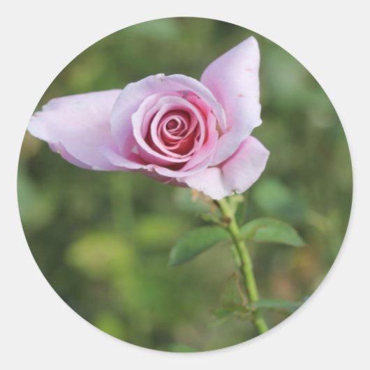 Mooie roze roze Sticker voor het bloeden (Voorkant)