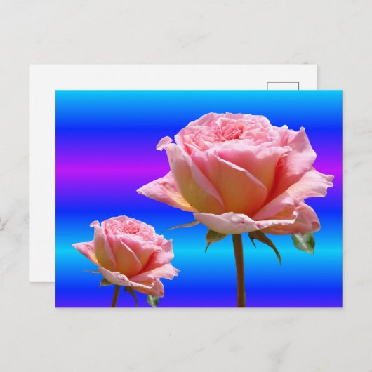 Mooie Roze Rozen Close Up DIY Briefkaart (Voorkant / Achterkant)