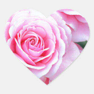 Mooie roze rozen hart sticker