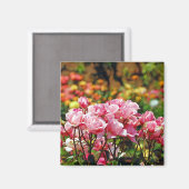 Mooie roze rozen magneet (Voorkant / Achterkant)