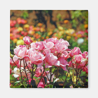 Mooie roze rozen magneet