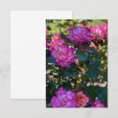 Mooie roze rozen notitiekaartje (Voorkant / Achterkant)