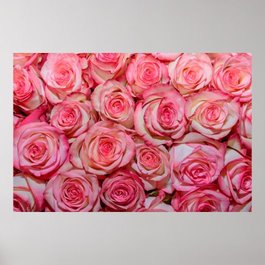 Mooie roze rozen poster (Voorkant)