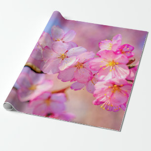 Mooie roze Sakura-bloemen in het voorjaar Cadeaupapier