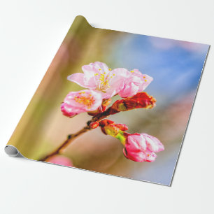 Mooie roze Sakura-bloemen op zonnige dag Cadeaupapier