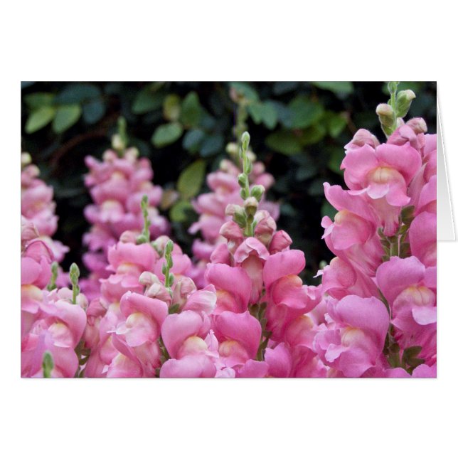 Mooie roze Snapdragons Floral foto (Voorkant Horizontaal)