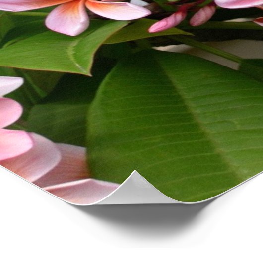 Mooie roze stekelbloem poster (Hoek)