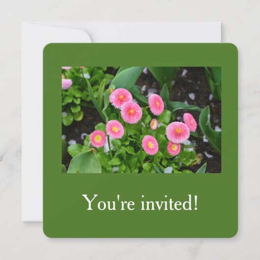 Mooie roze tuin daisy bloemen afstuderen kaart (Voorkant)