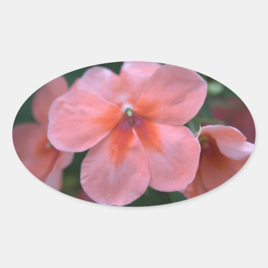 Mooie roze tuinbloemen. Floral foto Ovale Sticker (Voorkant)