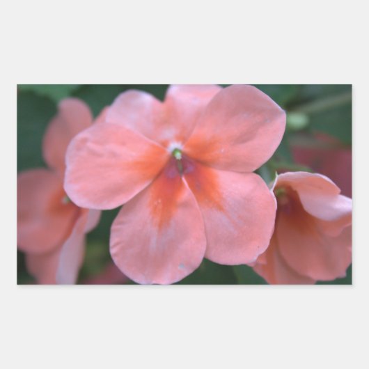 Mooie roze tuinbloemen. Floral foto Rechthoekige Sticker (Voorkant)