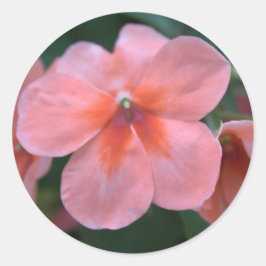 Mooie roze tuinbloemen. Floral foto Ronde Sticker