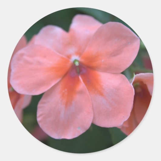 Mooie roze tuinbloemen. Floral foto Ronde Sticker (Voorkant)