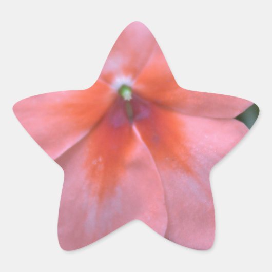 Mooie roze tuinbloemen. Floral foto Ster Sticker (Voorkant)