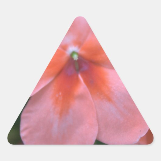 Mooie roze tuinbloemen. Floral foto Sticker (Voorkant)