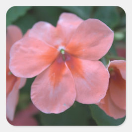 Mooie roze tuinbloemen. Floral foto Vierkante Sticker