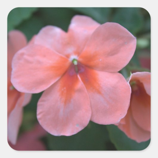 Mooie roze tuinbloemen. Floral foto Vierkante Sticker (Voorkant)