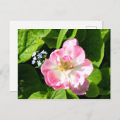 Mooie roze tulp briefkaart (Voorkant / Achterkant)
