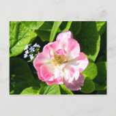 Mooie roze tulp briefkaart (Voorkant)