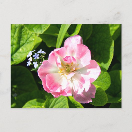 Mooie roze tulp briefkaart (Voorkant)