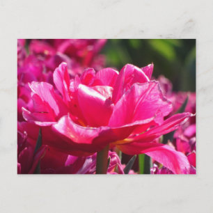 Mooie Roze Tulp Close-up Doe-het-zelf-ansichtkaart Briefkaart