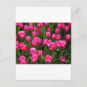 MOOIE ROZE TULPEN BRIEFKAART