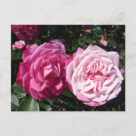 Mooie Roze Vintage Roos Foto Ansichtkaart Briefkaart