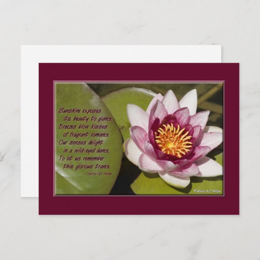 Mooie roze waterLily op Lily Pads Briefkaart (Voorkant / Achterkant)