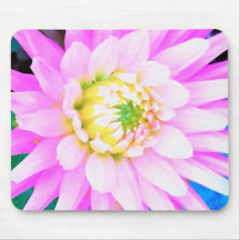 Mooie Roze, Witte en Gele Cactus Dahlia Macro