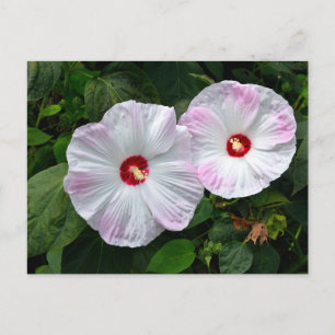 Mooie roze witte Hibiscus bloemen Briefkaart