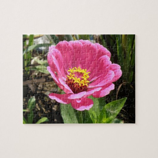 Mooie Roze Zinnia Puzzel (Horizontaal)