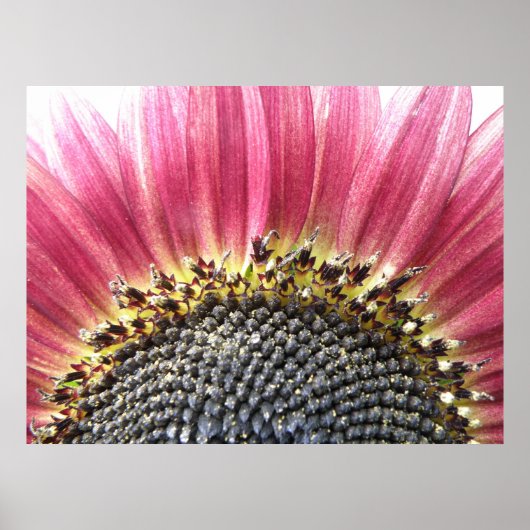 Mooie roze zonnebloem afdrukken poster (Voorkant)