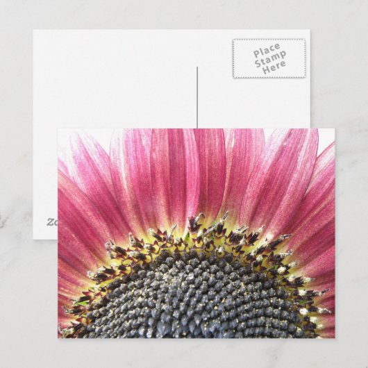 Mooie roze zonnebloem Briefkaart (Voorkant / Achterkant)