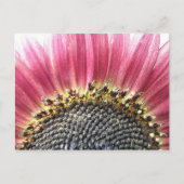 Mooie roze zonnebloem Briefkaart (Voorkant)