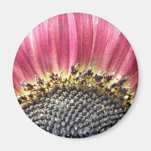 Mooie roze zonnebloem Magnet (Voorkant)