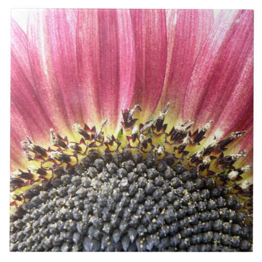 Mooie roze zonnebloempel tegeltje (Voorkant)