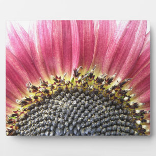 Mooie roze zonnebloemplak fotoplaat