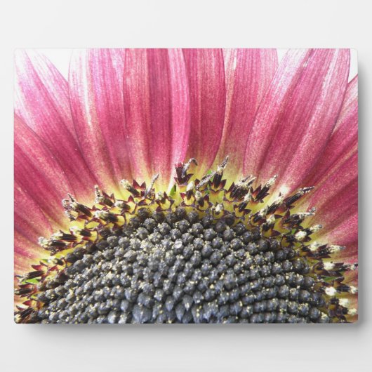 Mooie roze zonnebloemplak fotoplaat (Voorkant)