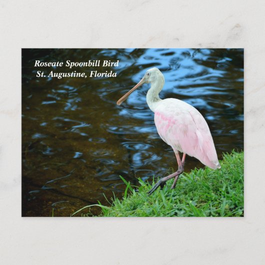 Mooie Rozeate Spoonbill Feestdagenkaart (Voorkant)