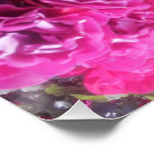 Mooie Rozen bloem Perfect Poster (Hoek)