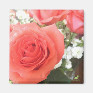 Mooie Rozen Magnet