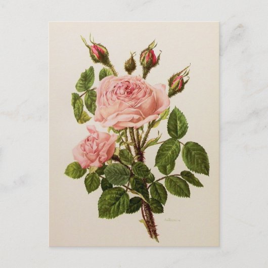 Mooie  Rozen met botanische fijne kunst Briefkaart (Voorkant)