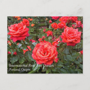Mooie Rozen, Portland, Oregon Ansichtkaart Briefkaart