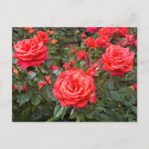 Mooie Rozen, Portland, Oregon Briefkaart