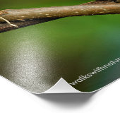 Mooie Rufous Kolibrie bij het Kronkelen van Foto Afdruk (Hoek)